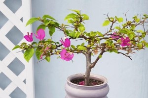 三角梅主干修剪技巧（解决三角梅主干过高的问题）