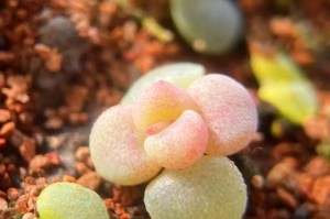 多肉花种子的种植方法与技巧（快速掌握多肉花种子的种植，让你的花园充满生机）