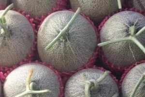 哈密瓜种植时间与生长期的全面分析（从种植时间到成熟期，全方位解析哈密瓜的生长之道）
