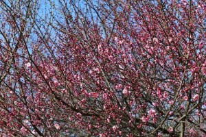 梅花（探索梅花的生命之谜）