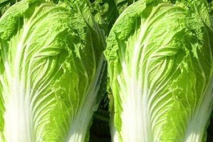 相似却不同的蔬菜（发现、认识、区分——与韭菜“判官”的三大）