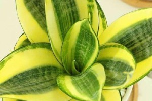 多肉植物与辐射的秘密（揭秘多肉植物如何吸收辐射）