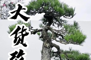 如何正确地将黑松植物换盆（掌握关键步骤，为黑松提供更好的生长环境）