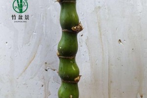 翡翠盆栽的养护与处理方法（打造翡翠盆栽的美丽生态，）