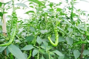 辣椒肥料的选择与施用（科学肥料施用，助你种出丰收的辣椒）