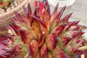 以天锦章怎么浇水为主题的养护技巧（打造一株健康繁茂的天锦章，从正确浇水开始）