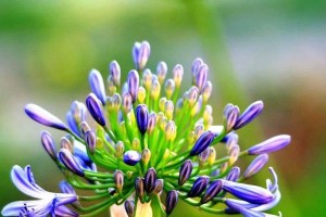 睿智之花——菊花的文化意义（探究菊花在中华文化中的象征意义与历史渊源）