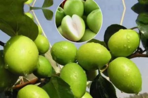 青枣几年结果实的种植技巧（掌握这些方法，让青枣更快结果实）