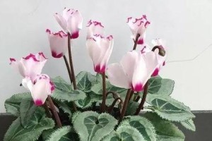 探秘仙客来几年生植物世界（一窥仙客来几年生植物的神秘之美）