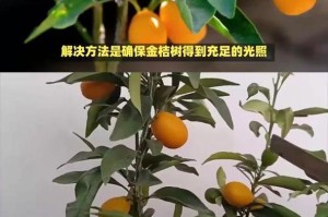 金桔树为什么会从上面向下干枯？（探究金桔树顶部枯死的原因及对策）