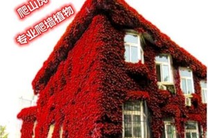 红色爬山虎移栽技巧与注意事项（打造醒目的红色花墙，从红色爬山虎开始）