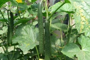 黄瓜种植的最佳时间（何时种植黄瓜才能收获丰收？）