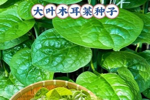 木耳菜——一道营养丰富的家常菜（木耳菜的做法及营养价值）