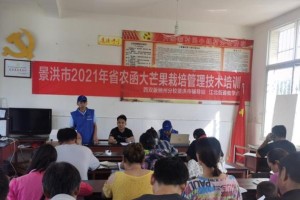 芒果高产栽培技术与管理方法（打造芒果种植新模式，实现高产优质增收）