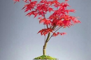红枫盆栽的种植与养护（红枫如何成为家居盆栽）