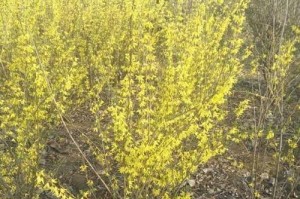 以连翘怎么开花？——探究连翘开花的方法与技巧（连翘开花的关键因素与培育要点）