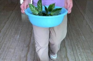 以爱之蔓换盆的正确浇水方法（培养盆栽植物生长的基石，爱心灌溉指南）