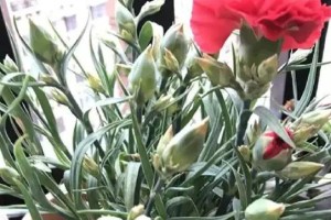 康乃馨养护小技巧（多久浇一次水？康乃馨的水分需求你掌握了吗？）