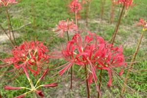 彼岸花的阳光情结（阳光的力量让彼岸花更美丽）