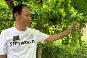 苦瓜的种植时间与生长周期（如何把握苦瓜的生长节奏？）