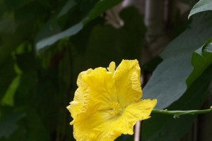 丝瓜花的开放时间与时段详解（探究丝瓜花的开放规律，带你了解它的神秘）