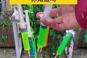 冬天如何养护发财树，让它长势更旺？（发财树冬季养护指南，一起来打造茂盛的财源！）