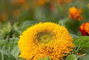 属狗的人适合养哪些花？（探究属狗人士与花卉之间的奥秘）