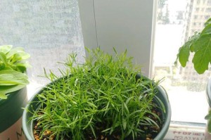 怎样浇肥满天星才能开出更美的花（掌握满天星肥料浇水技巧，让花儿更美）