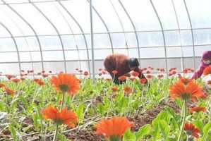 非洲菊的生长与养护（晒不怕！了解非洲菊的阳光需求）