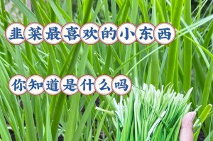 韭菜的阳光需求与生长习性（揭秘韭菜的喜阳属性与生长习惯）