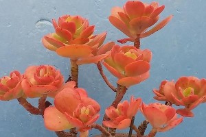 红梅多肉耐寒的秘密（探索红梅多肉的适应力及生长要点）