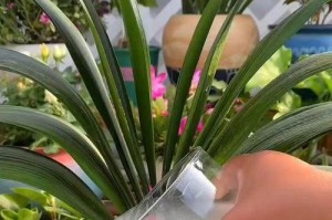 探索君子兰叶片变绿的方法（拥有鲜绿叶片的秘诀以及关键技巧）