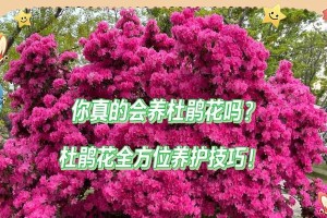 杜鹃花换土的必要性与技巧（探索杜鹃花换土的关键步骤和养护要点）