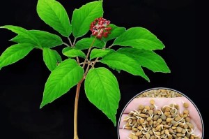 在家里种人参，值得一试吗？（了解人参的功效与种植需求）