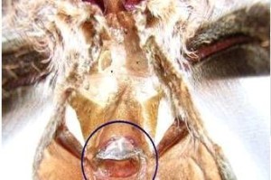 兰花繁殖的方法与技巧（掌握兰花繁殖的窍门，打造属于你的花园天堂）