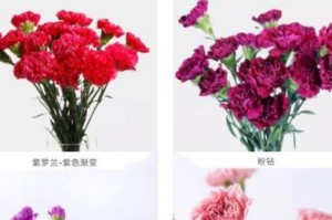 康乃馨种植指南——为您的花园添加美丽（在适宜的季节和环境下种植康乃馨）