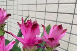 姜荷花的生长特点及花期长短（了解姜荷花的花期，让花草生活更美好）