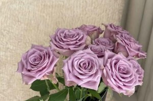 玫瑰花的品质与精神（探索玫瑰花的优质特性与文化内涵）