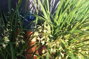 如何正确浇水兰草（兰草浇水时间和方法详解）