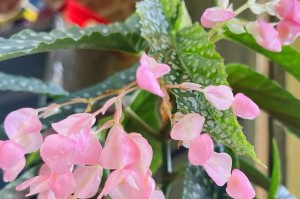 海棠花有毒吗？室内养护注意事项！（了解海棠花的毒性及室内养护技巧，让你的家居更美丽！）