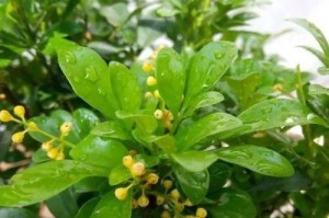以米兰开春怎么养（打造美丽花园的关键技巧）