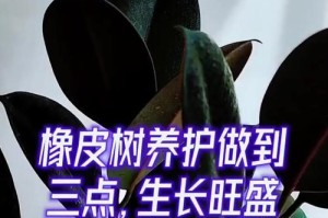 橡皮树冬季养护方法（保持室内温暖，防止过度浇水，加强光照）
