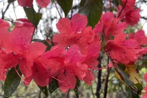杜鹃花的开花周期剖析（了解杜鹃花开花规律，养护更得心应手）