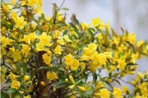 法国香水藤茉莉的花期及开花情况（一年开几次花？在几月开花？香水藤茉莉的花期全解析）