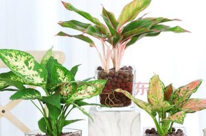 银皇后水培方法及注意事项（如何让你的银皇后在水中茁壮成长？）