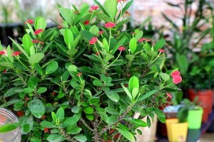 如何修剪虎刺梅（从枝叶到花朵，全方位修剪技巧）