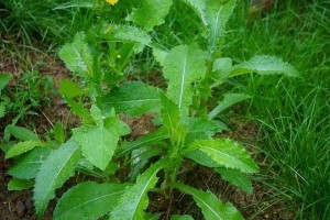 苦苣菜不仅是草本植物，还是一种药食兼备的绿色食品（探究苦苣菜的生态、营养与药用价值）
