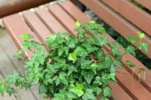 常春藤老桩的养殖和养护技巧（让你的常春藤老桩长得更茂盛）