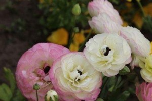 花毛莨的养殖与养护详解（从家居到花园，打造绿色生态环境）