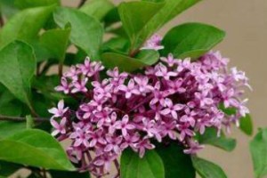 丁香的花期及观赏技巧（了解丁香花期，把握最佳观赏时机）